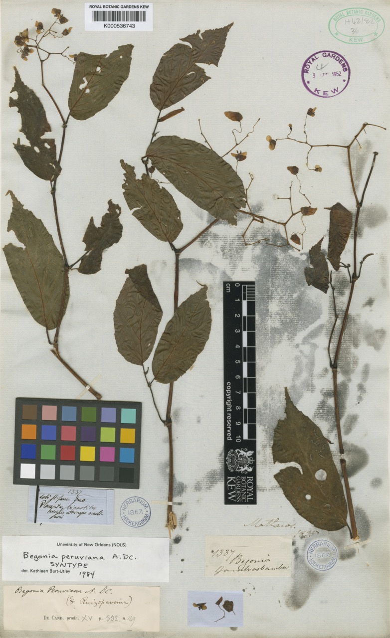 B. peruviana